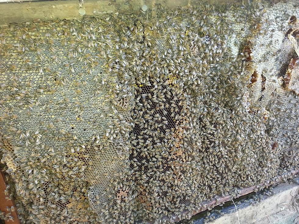 Honey Bee Removal Service