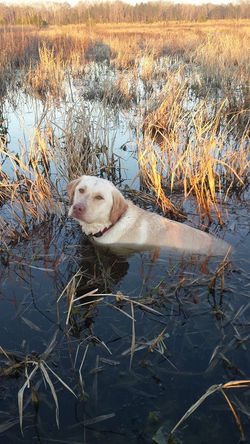 12541044_636623706477149_8637723031710619682_n