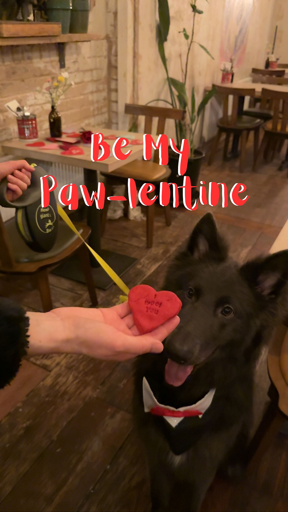 Be My Paw-lentine!
