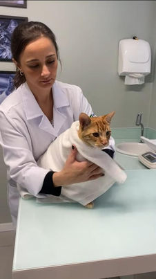 Veterinária especialista em gatos realizando exame clínico em Campinas