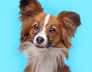 Cute Dog Portrait_edited.jpg