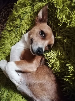 Taxianimadrine sandrine ugo