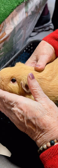 Sandrine Ugo. Médiation animale. Taxianimadrine. Animadrine. Bouche du rhône.