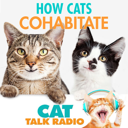 How Cats Cohabitate