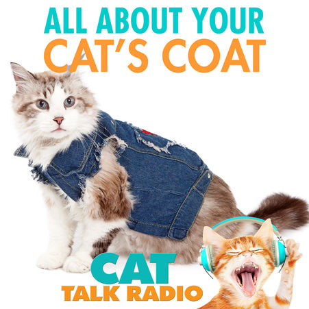 All About Your Cat's Coat