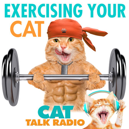 Exercising Your Cat