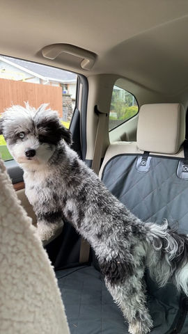 Beyond Doodles Puppies For Sale 