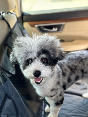 Aussiedoodle 50% Poodle 50% Australian Shepherd