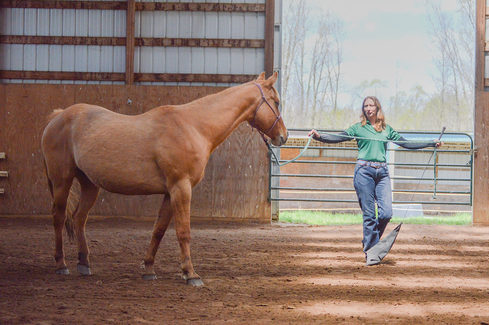 Clear, concise and consistent cues can relax our horses and make them more comfortable