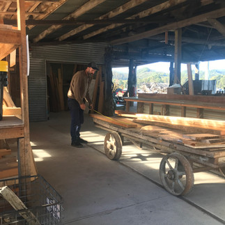 Selecting timber for frame drums. Tasmania, Australia