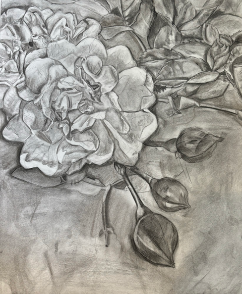 Scientific Illustration