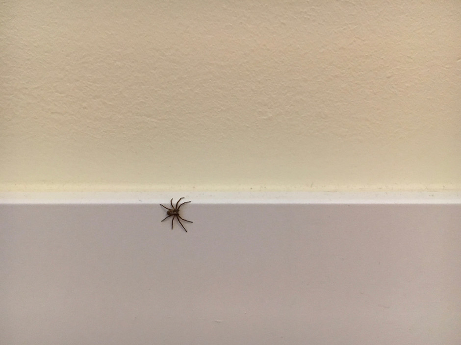 My First German Spider!