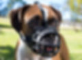 BASKERVILLE-Ultra-Muzzle-Black-in-use-.j