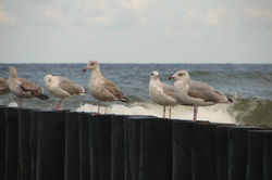 DSC04050.JPG