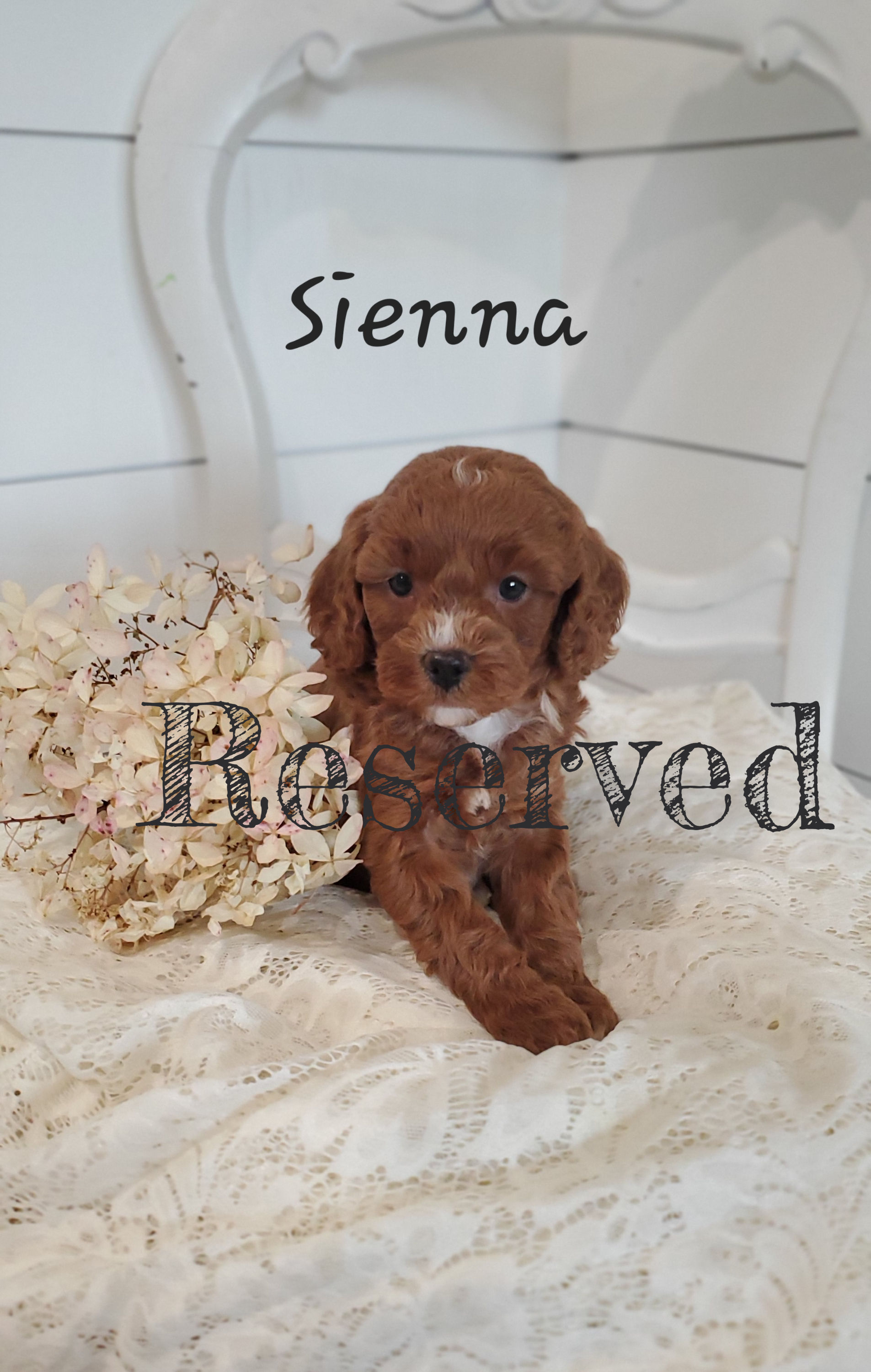 Sienna