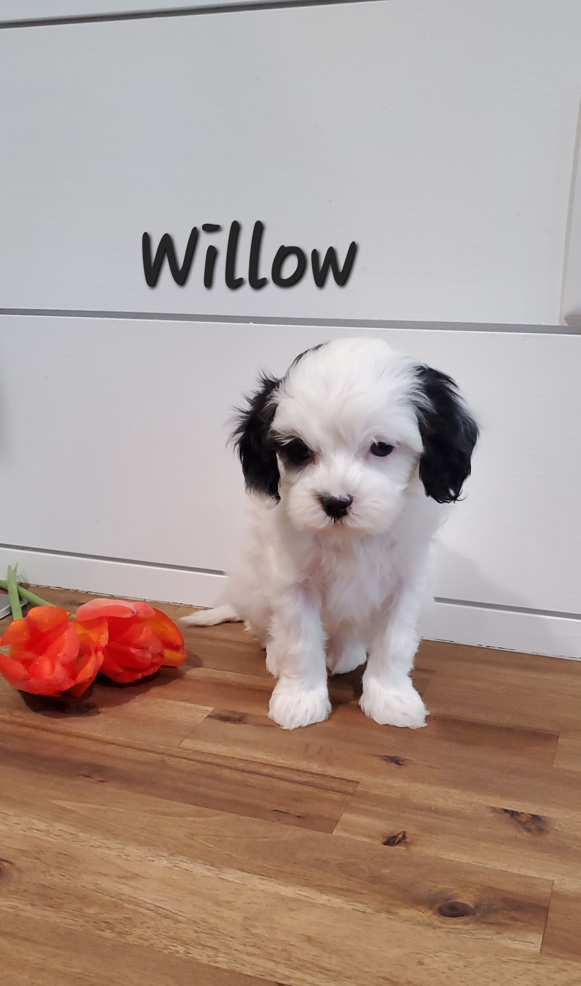 Willow