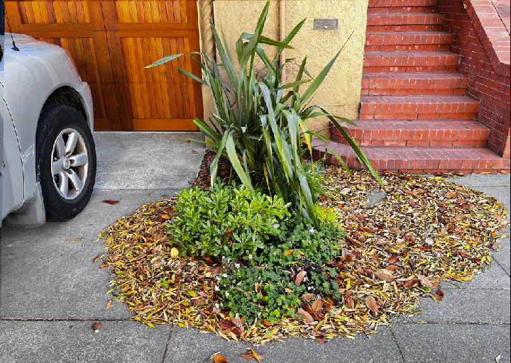 Leaf Removal