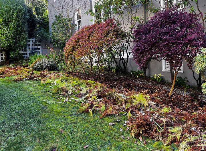 Fern Pruning & Removal
