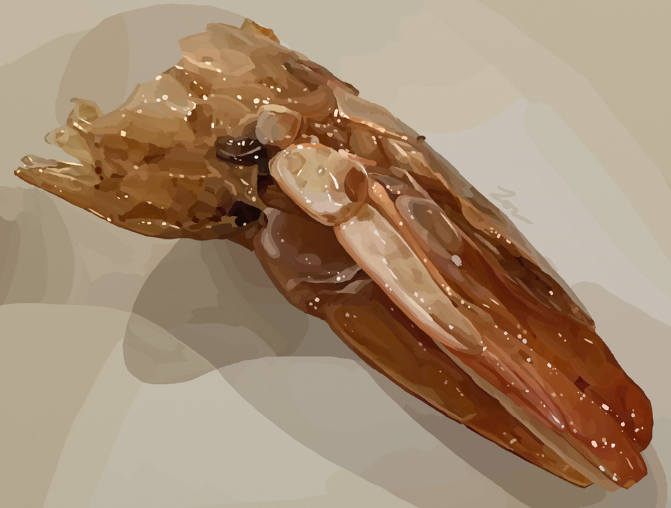 Shrimp Tail