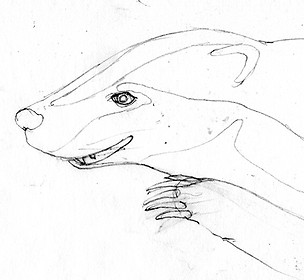 badger sketch opt.JPG