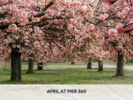 blossoming cherry trees