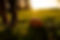 EmmaAnnieColton_BeckyWoodCreative-21.jpg