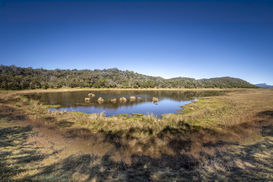 Lac d'Argamasse et ses joncs