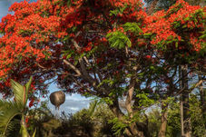 Flamboyant Rond Point des Casernes
