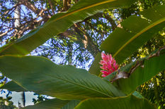Sentier Bottard
Gingembre rouge alpinia