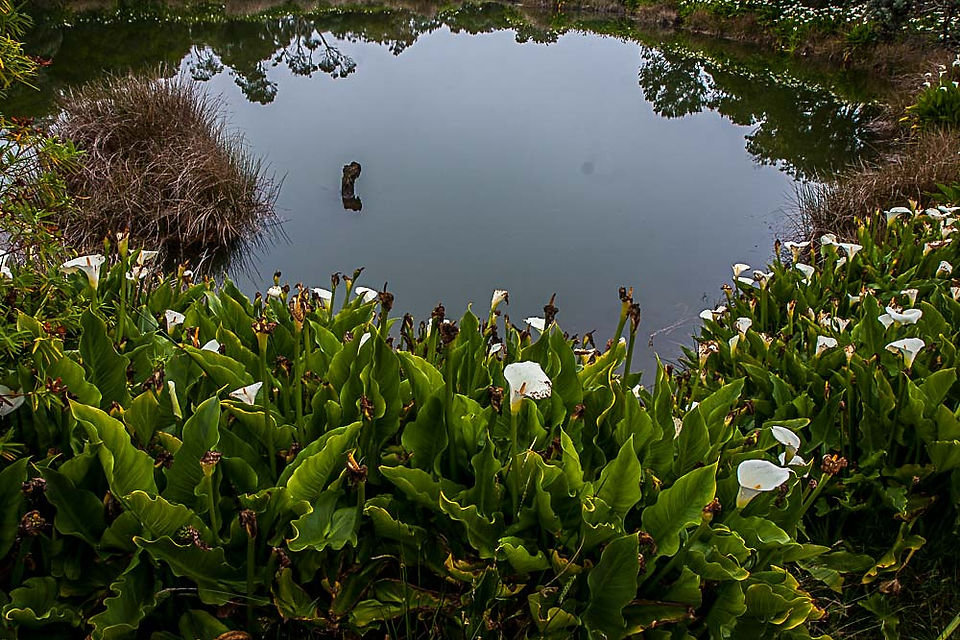 Arums au piton de l'eau