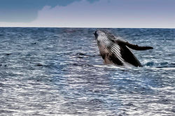 baleine
