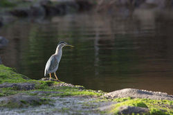 butor à la riviere d 'abord