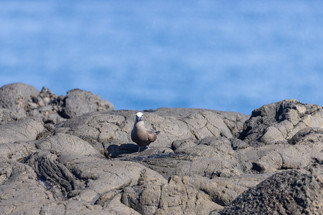 Oiseau peu farouche