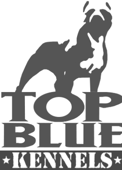 xl pitbull breeder