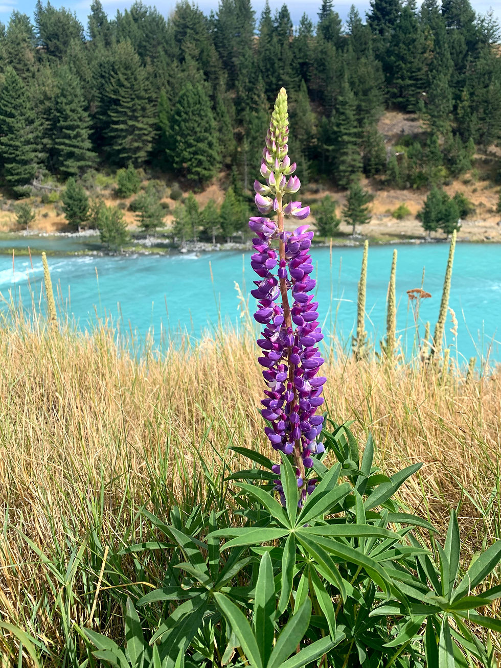 One of the few Lupins we saw by Lake Tekapo when visiting in February