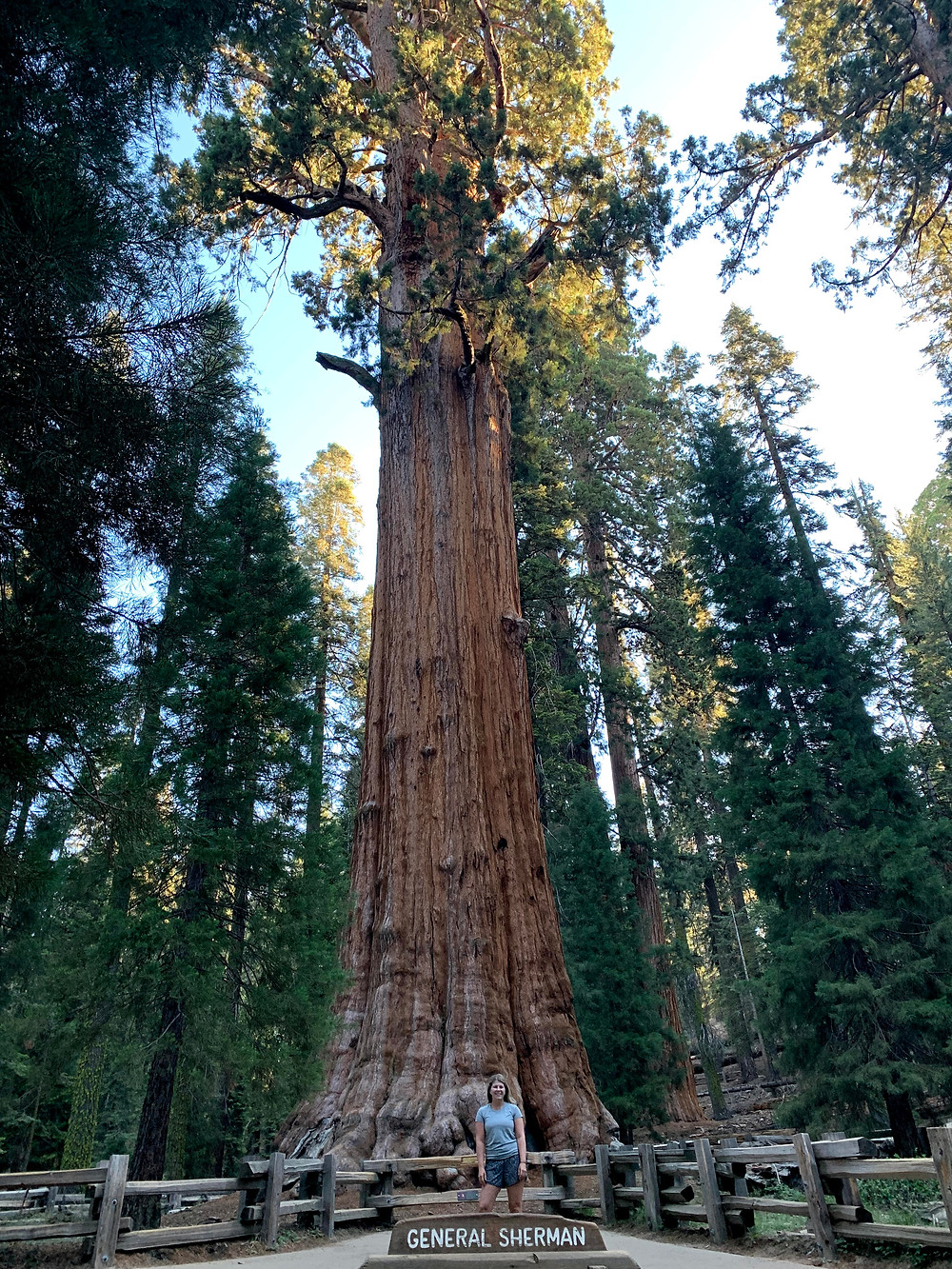 General Sherman Tree