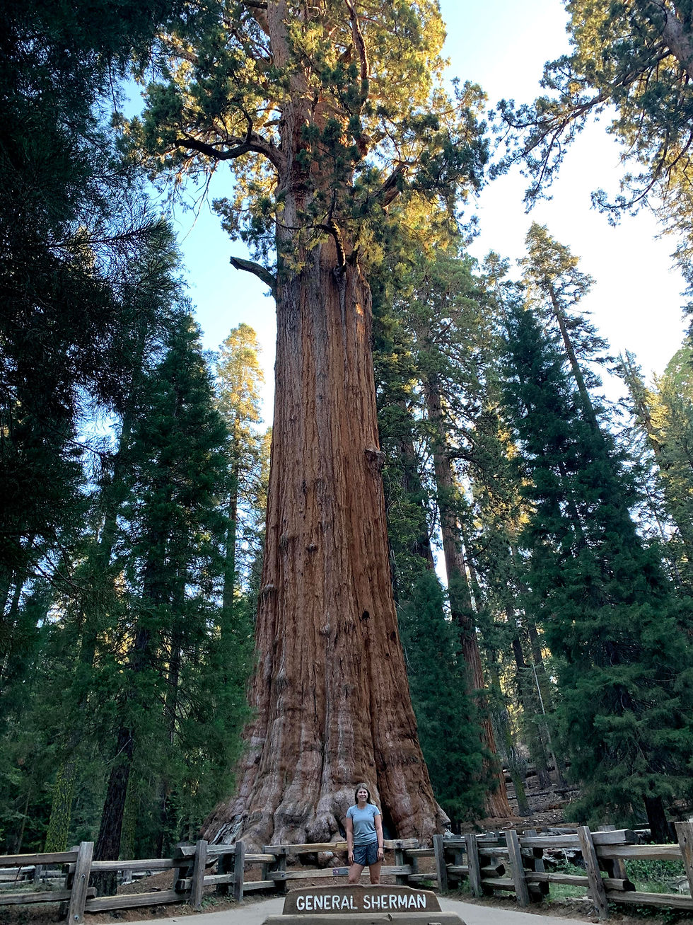 General Sherman Tree