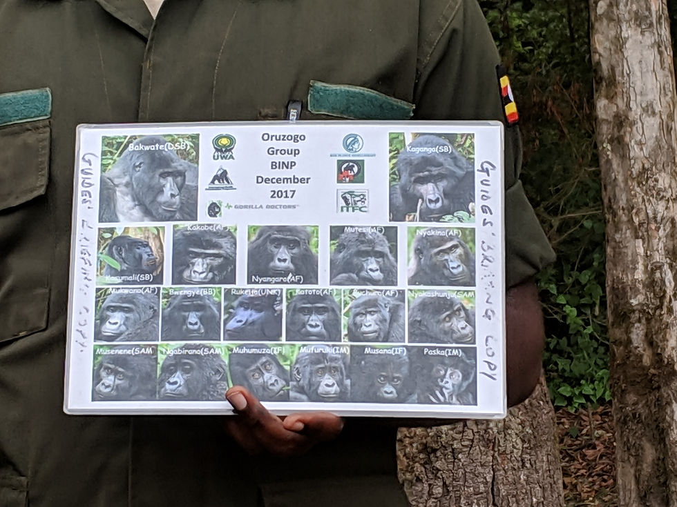 Photo of the Gorilla Family We Saw, Uganda
