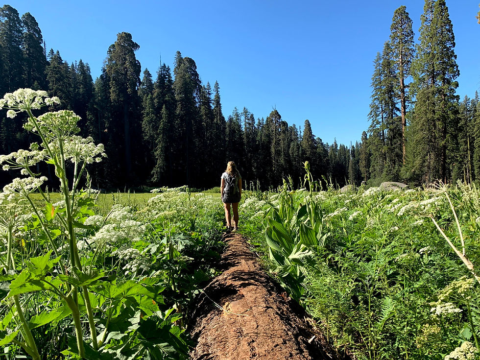 Log Meadow Sequoia National Park