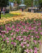 Tulips at Centennial Park Holland Michigan