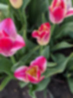 Whispering Dream Tulips