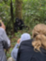 Our Group Photographing a Gorilla