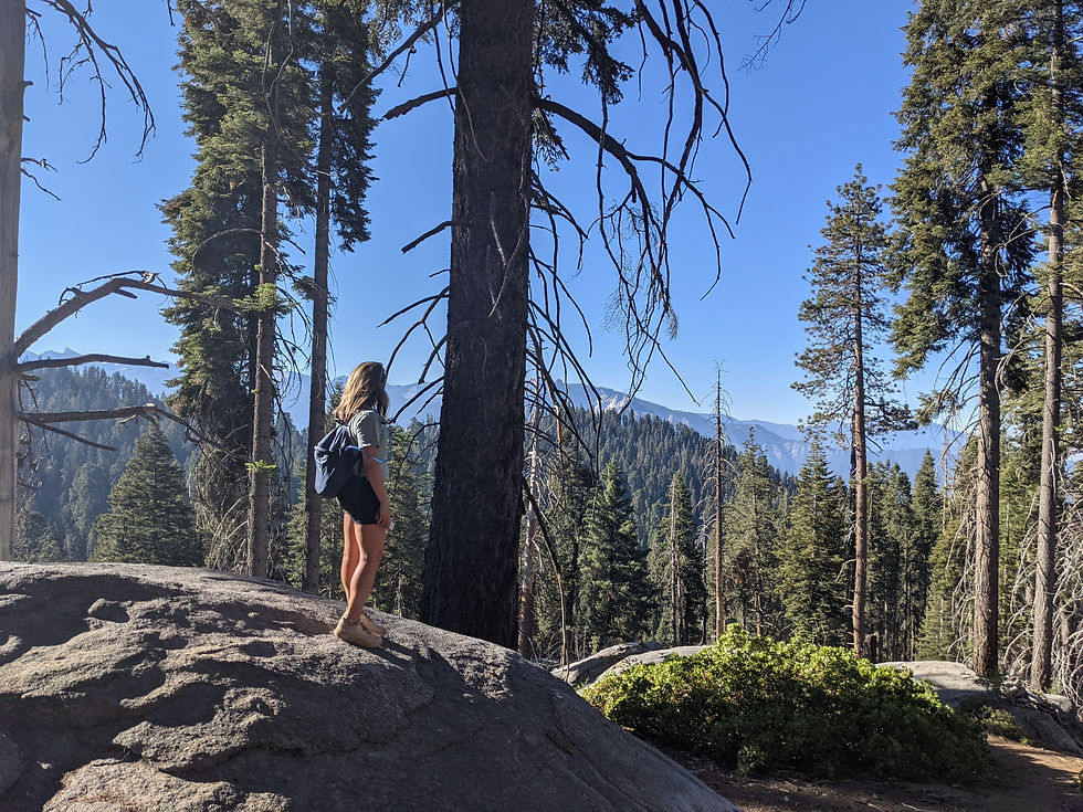 The Highest Point on the Trail of the Sequoias