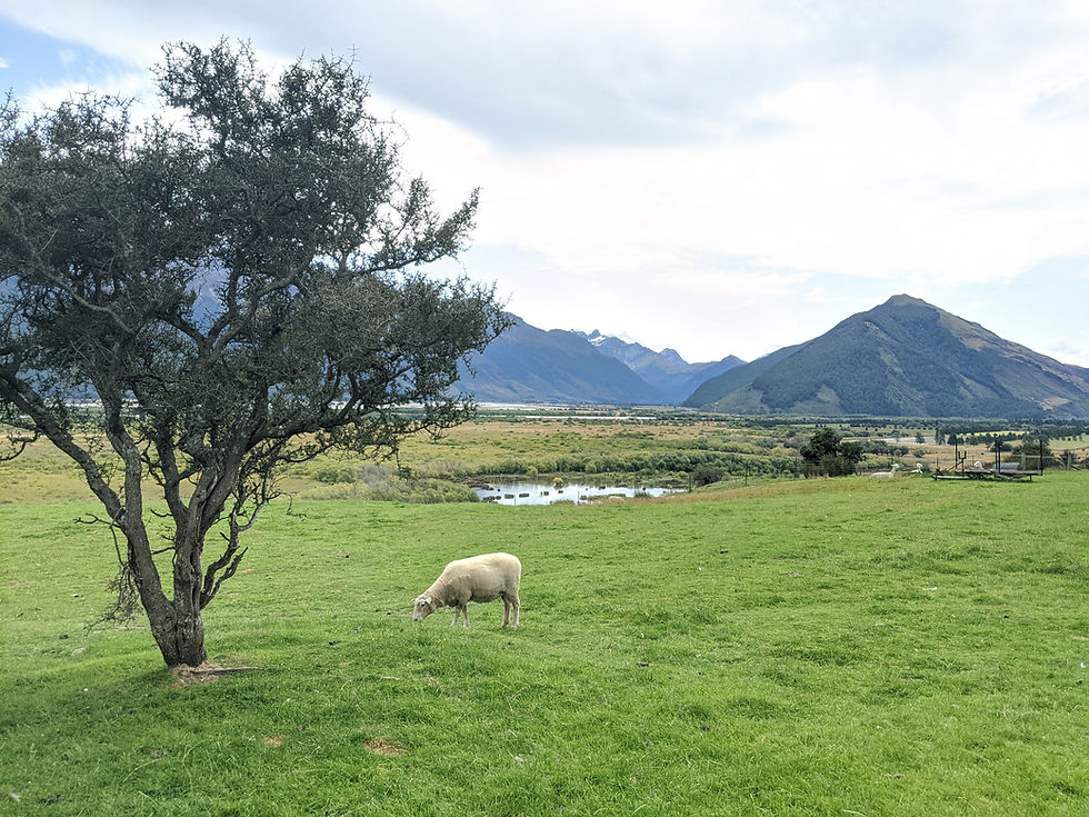 View at the Glenorchy Animal Experience
