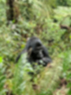 A Gorilla Cleaning His Nails Uganda