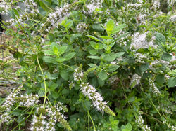 peppermint