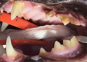 cat teeth with gingivitis