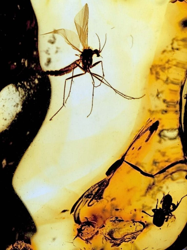 foto: 202075102 – The Mosquito and the Spider