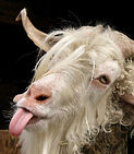 angry-goat.jpg