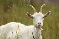 Goat full.jpg